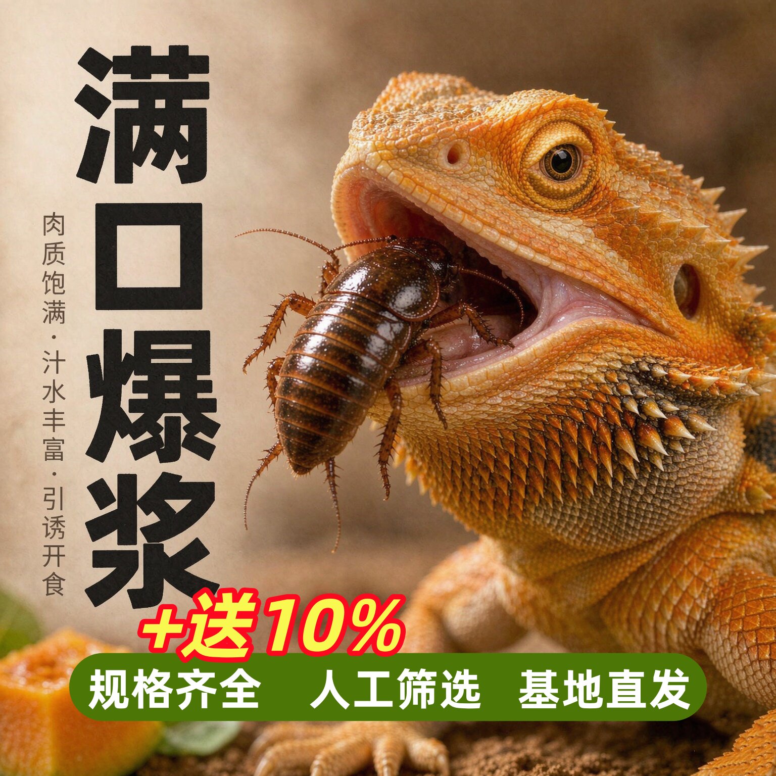 杜比亚蟑螂活体爬宠 鬃狮 守宫 饲料 活饵蜥蜴蜘蛛营养饲料繁殖组
