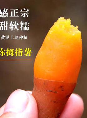 正宗贵州紫云红心红薯新鲜农家自种板栗小香薯烤番薯糖芯密薯地瓜