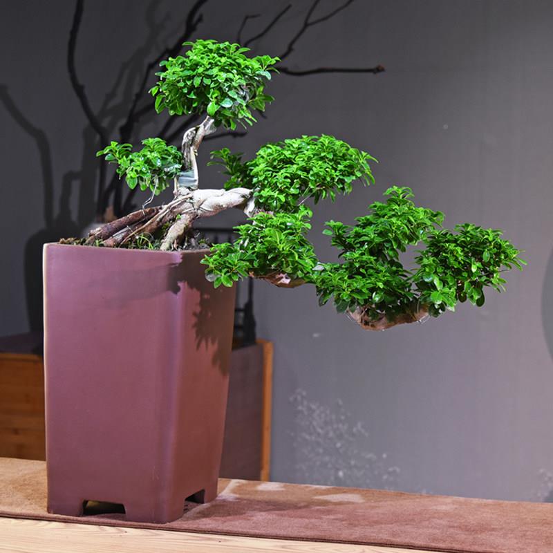 榕树老桩游龙崖造型飘枝悬室内观观赏室中式复古植茶物盆景美送礼