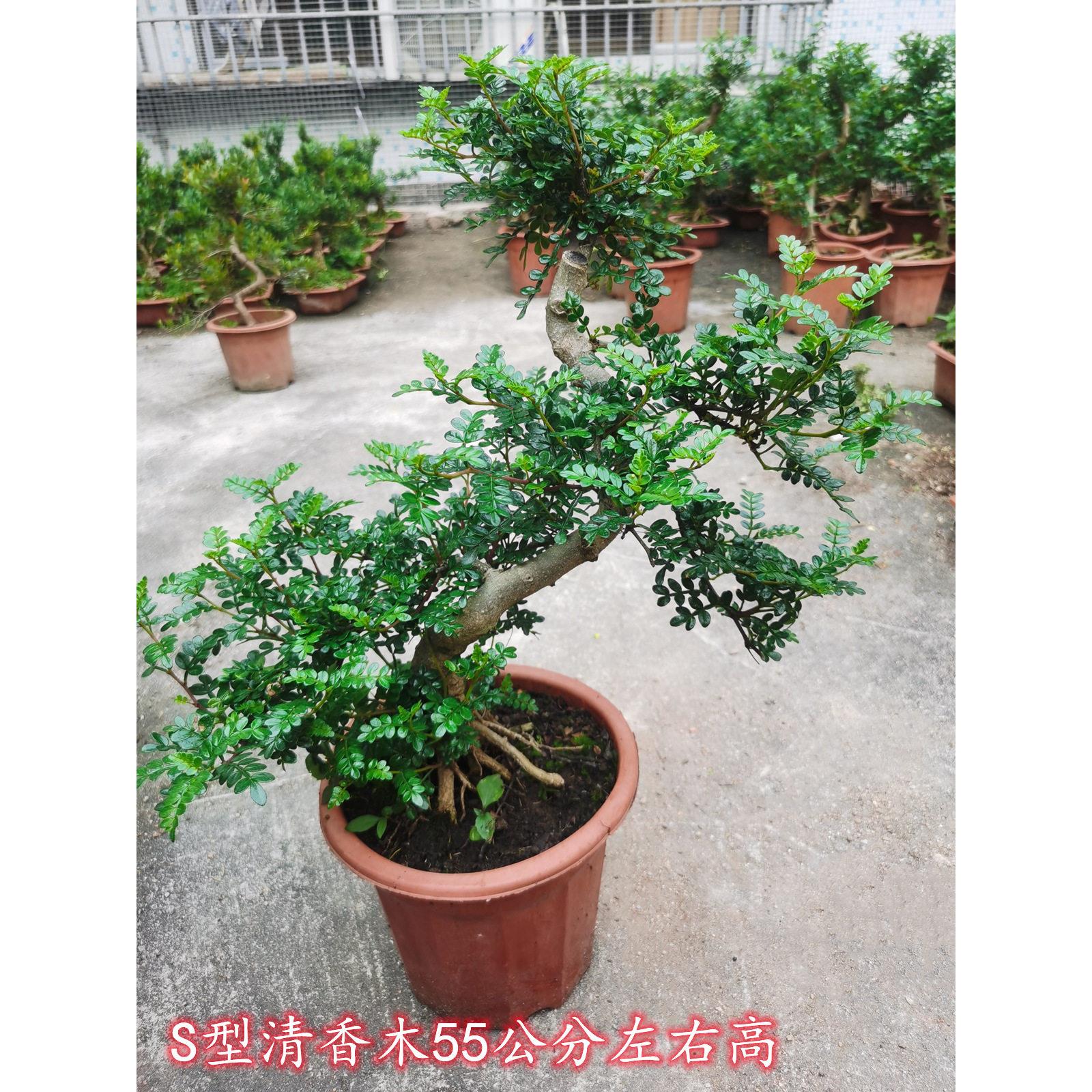 清香Yxx木盆栽 四季青驱蚊胡常椒木绿花植 悬崖老桩造型盆卉景树