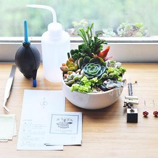 成品包邮無土母不生肉组合盆栽亲礼物办公室植物多多肉多节肉植物