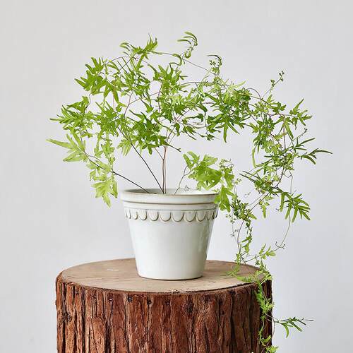 北肉简欧约帝罗马迷小你绿植陶瓷小花盆绿MAO色球兰多桌面盆栽套