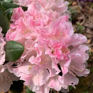 试手年苗】1大叶高山杜鹃RKO 耐寒耐热庭院室内【木 本花卉盆栽