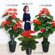 假树吉祥火鹤厅花鸿运假花彷落真植火鹤花系物塑料大花绿植地盆栽