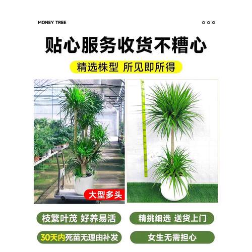 龙血树客厅PGD盆栽多头须龙树绿植龙铁树物客旺宅大型落地厅植千