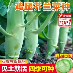 鸡腿芥兰种子芥兰菜种籽潮汕红芥蓝菜籽甜芯绿芥蓝种孑四季蔬菜籽