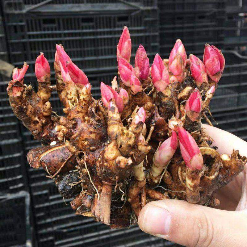重瓣芍药带芽根块花苗阳台庭院耐寒盆栽花卉春季开花勺药盆栽牡丹,鲜花速递/花卉仿真/绿植园艺,家庭园艺种子,淘宝优惠券,粉丝福利购,淘宝优惠卷