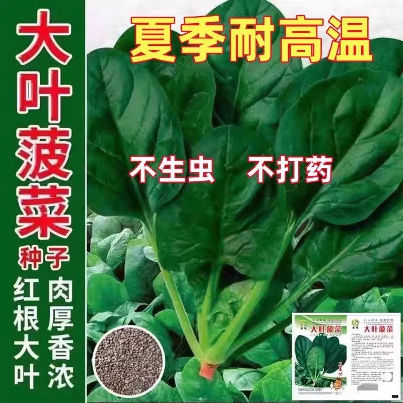 四季易种植耐热春夏播大叶菠菜种子种夏季秋季耐寒蔬菜种子秧苗