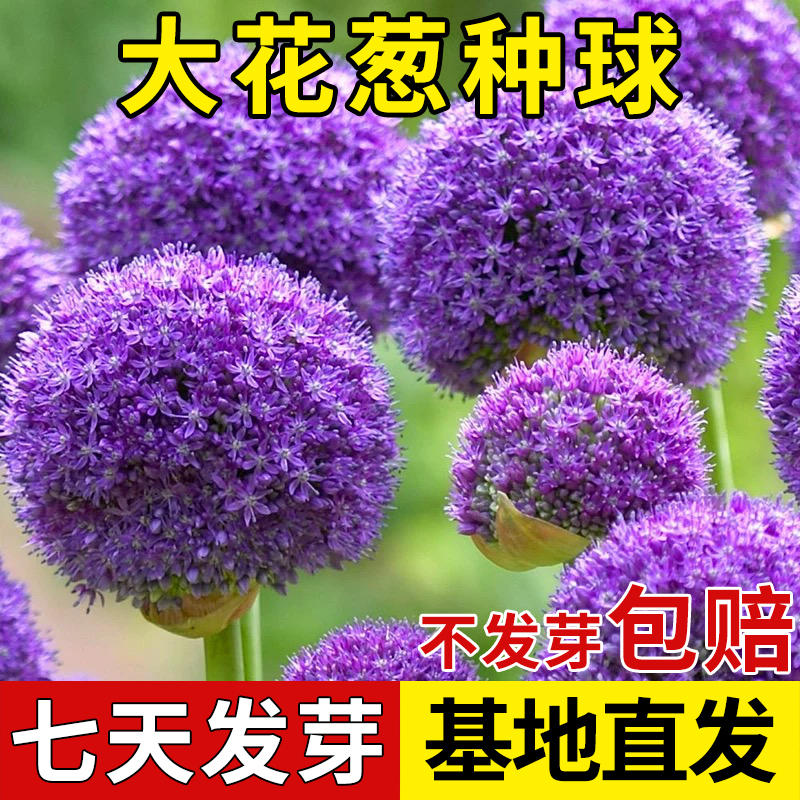 四季大花葱荷兰进口种球耐寒花卉盆栽植物庭院地栽带牙大葱花球根