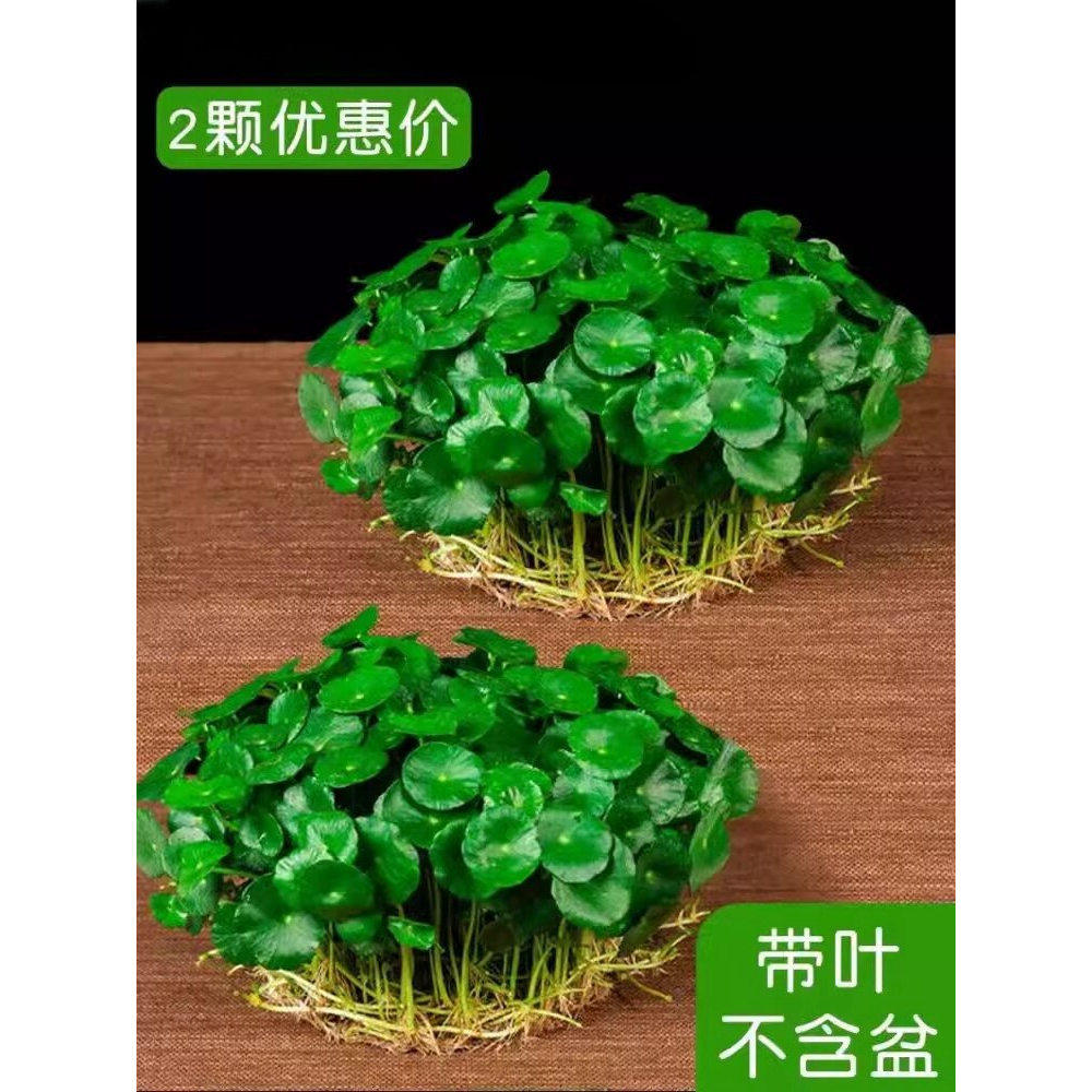 铜钱草水培植物老桩盆栽室内外水养大叶金钱草根芽好养易养活绿植
