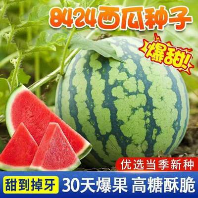 8424西瓜种子盆栽麒麟大西瓜种籽南方薄皮西瓜水果蔬菜苗秧苗种籽