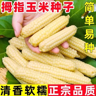 西双版纳香糯拇指小玉米种云南四季拇指玉米种籽牛奶手指玉米种子