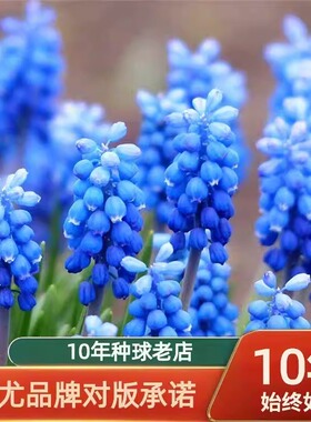 葡萄风信子种球小球根室内外阳台盆栽耐寒多年生花卉日出进口种子