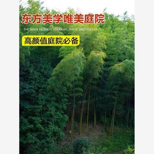 竹子种子孑苗四季常青庭院紫竹黄金竹罗汉竹耐寒春秋竹笋毛竹种籽