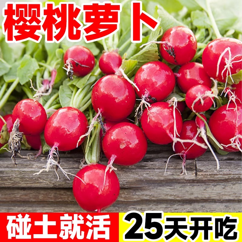 水果樱桃萝卜种籽大全四季阳台盆栽春秋萝卜种子红白小萝卜种孑苗