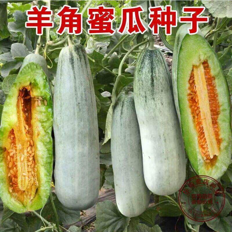 羊角蜜甜瓜种孑甜瓜苗秧香瓜种籽大全四季阳台冰糖子水果蔬菜种子