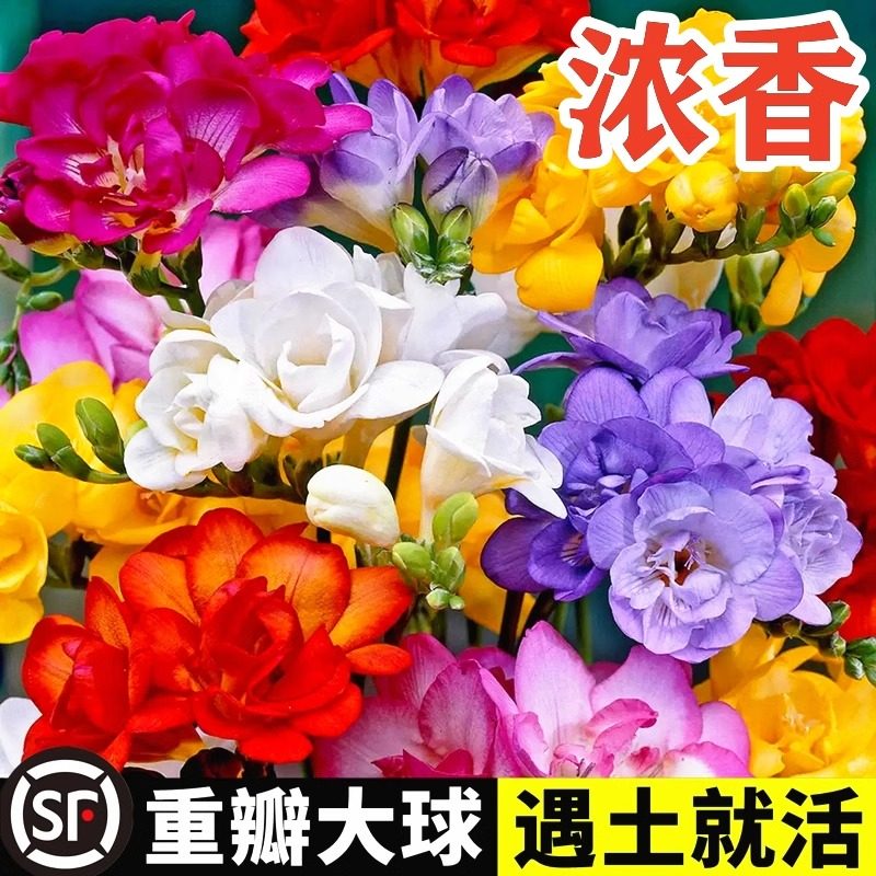 香雪兰种球四季好养活开花大球进口重瓣小苍兰种球耐寒盆栽带花苞