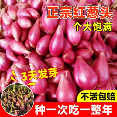 四季小香葱种头四川葱种葱种子种籽小葱葱头红葱本地火葱头种盆栽
