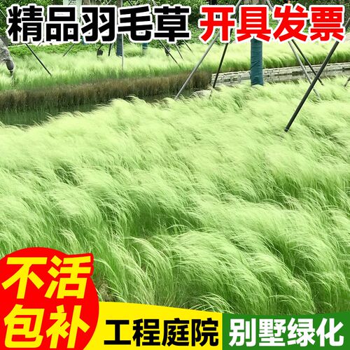 速发墨绿哥羽毛庭盆栽花镜西植造景草院绿化植物多年生观赏草四季