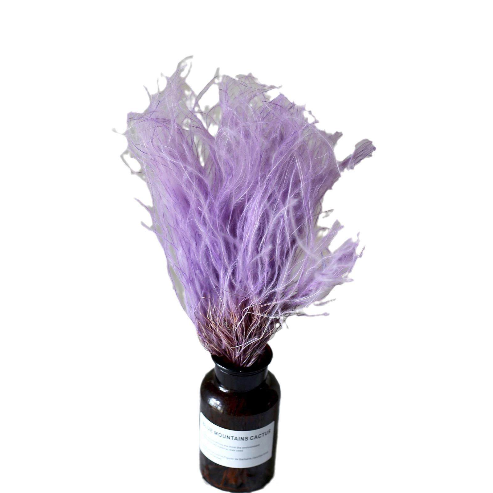 生花茅墨西哥羽草仙女草梦幻毛草TLBY002龙须草鸵针永鸟毛花店婚,家居饰品,餐桌花艺,淘宝优惠券,粉丝福利购,淘宝优惠卷