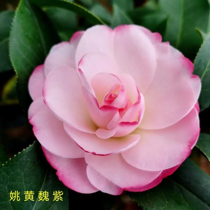 姚黄魏紫名贵奇特山茶花树苗带花苞花卉室内四季绿植阳台客厅新品