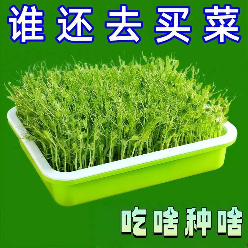 种植盆盆栽大蒜蒜苗种红葱头家庭阳台室内种菜盘栽种蒜黄水培神器