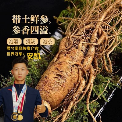 镇店长白山现挖鲜人参12年林下山参野生化泡酒煲汤带土超特大鲜参
