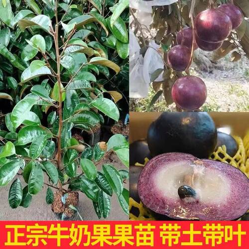 越南牛奶果树苗嫁接苗星苹果热带果苗紫龙金星果牛奶果苗带土带叶