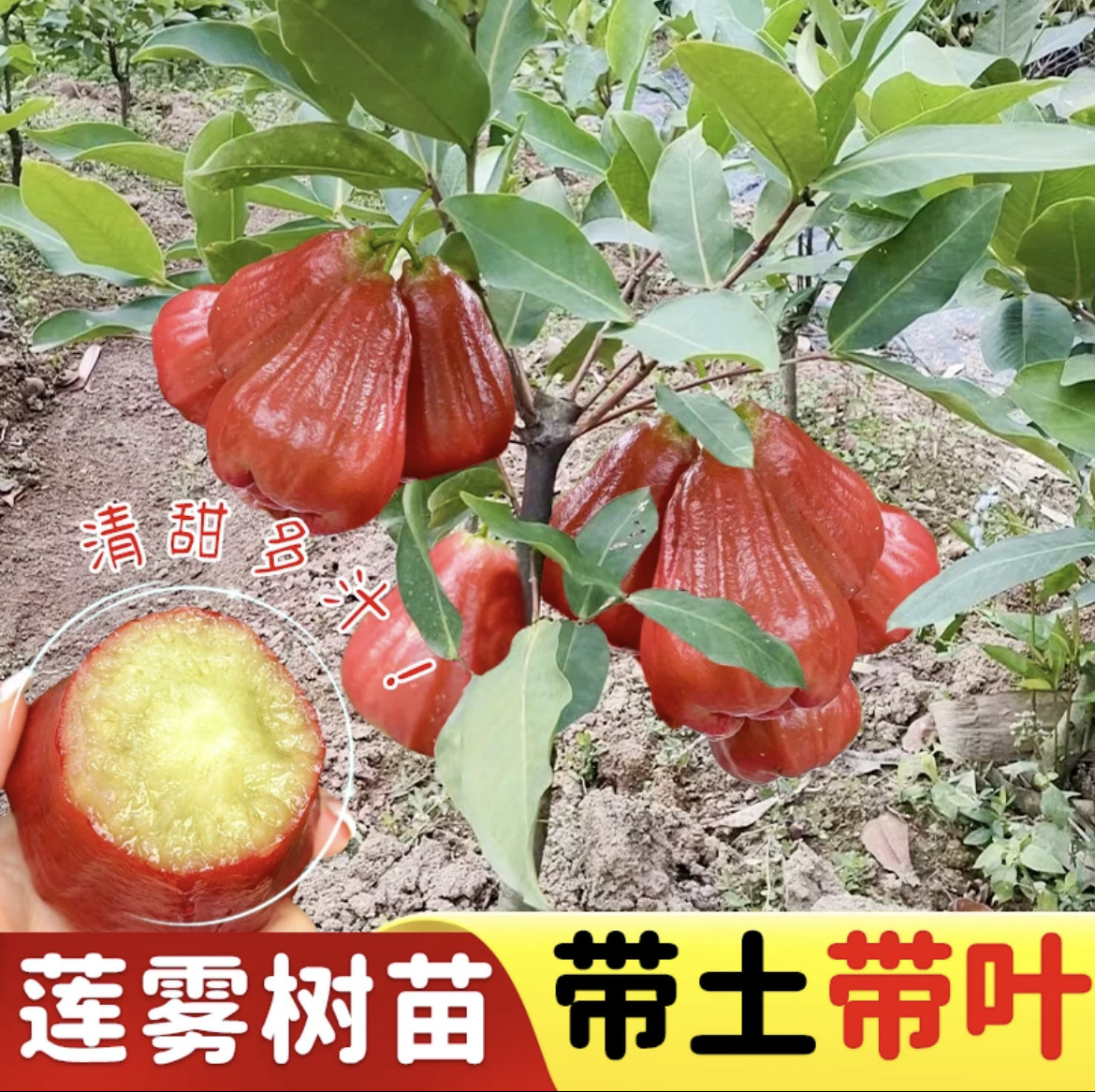 黑金刚莲雾树苗黑糖芭比大叶莲雾嫁接果树南北方庭院种植四季结果,鲜花速递/花卉仿真/绿植园艺,果树,淘宝优惠券,粉丝福利购,淘宝优惠卷
