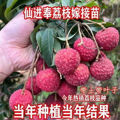 仙进奉荔枝果树苗新品种嫁接荔枝苗带土带叶地栽庭院种植当年结果