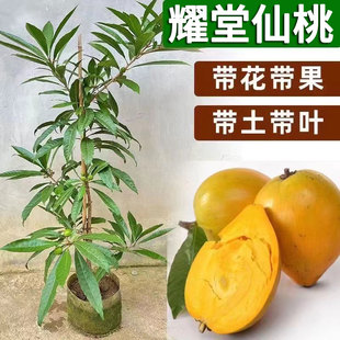 特大耀堂仙桃苗嫁接木瓜仙桃南方盆栽地四季结果蛋黄果苗当年结果