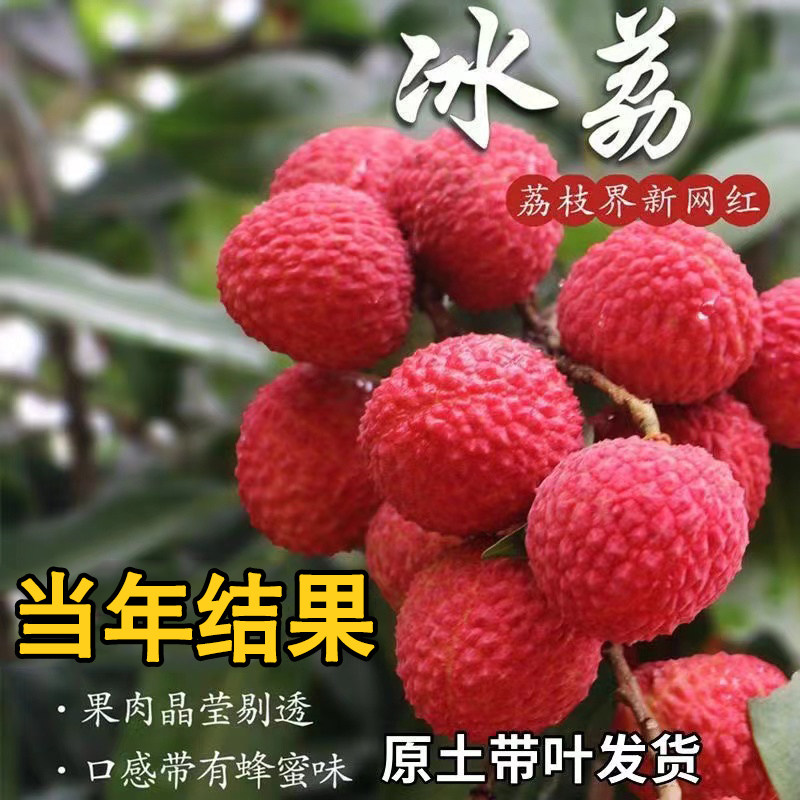 新品种冰荔荔枝嫁接苗高产荔枝果苗果树苗大全南北方种植当年结果图片