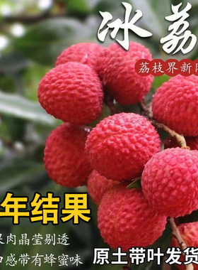 新品种冰荔荔枝嫁接苗高产荔枝果苗果树苗大全南北方种植当年结果