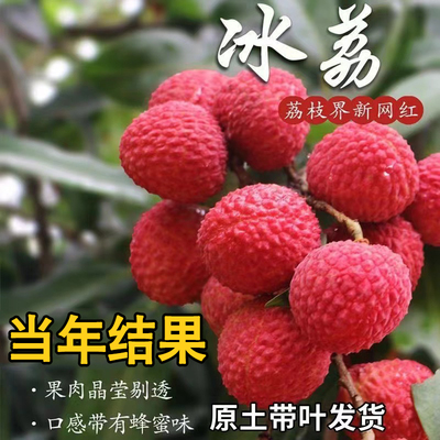 新品种冰荔荔枝嫁接苗高产荔枝果苗果树苗大全南北方种植当年结果