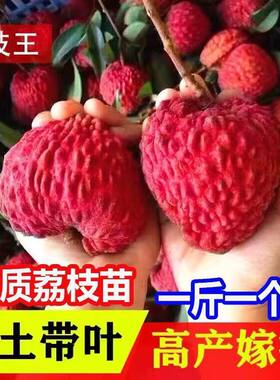 新品种海南荔枝王苗火山岩荔枝王无核荔枝果树苗当年结果带土带叶