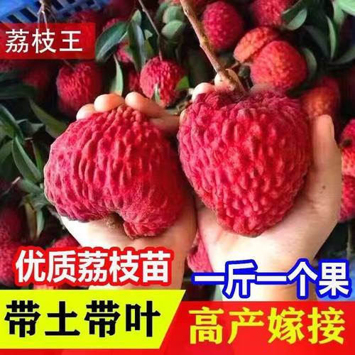 新品种海南荔枝王苗火山岩荔枝王无核荔枝果树苗当年结果带土带叶