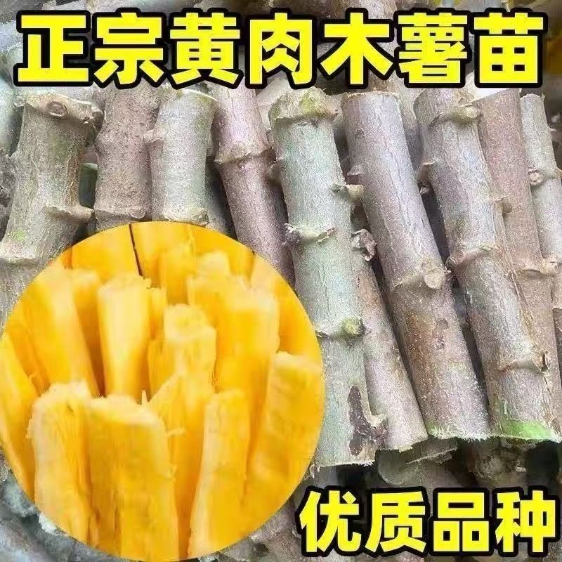 广西黄心木薯华南9号黄肉木薯苗粉糯高产面包木薯茎可食用易种植