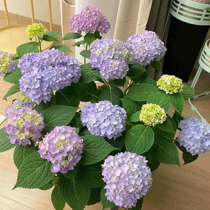 绣球花盆栽 带花八仙花无尽夏 室内阳台庭院花苗花卉绿植观花植物