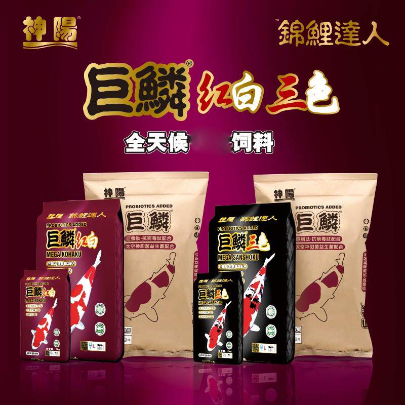 神阳巨鳞育成增体低水温1公斤包装锦鲤金鱼增体增色消化好不浑水图片