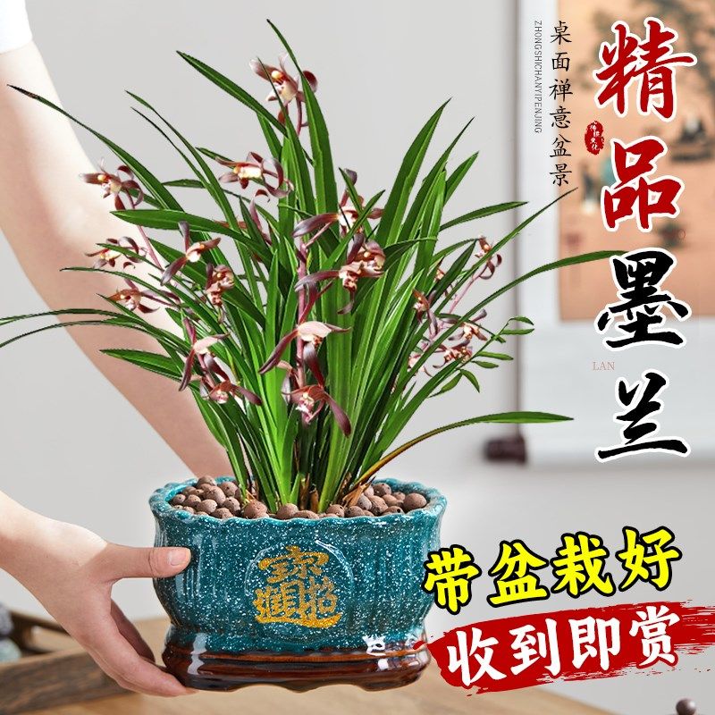 速发墨兰兰花盆栽带花苞大花企黑四季名绿精品兰花苗蝴蝶兰花卉贵