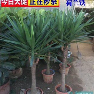 速发铁大型绿植多头财血树龙铁树发龙树室内客厅盆栽花卉植物台