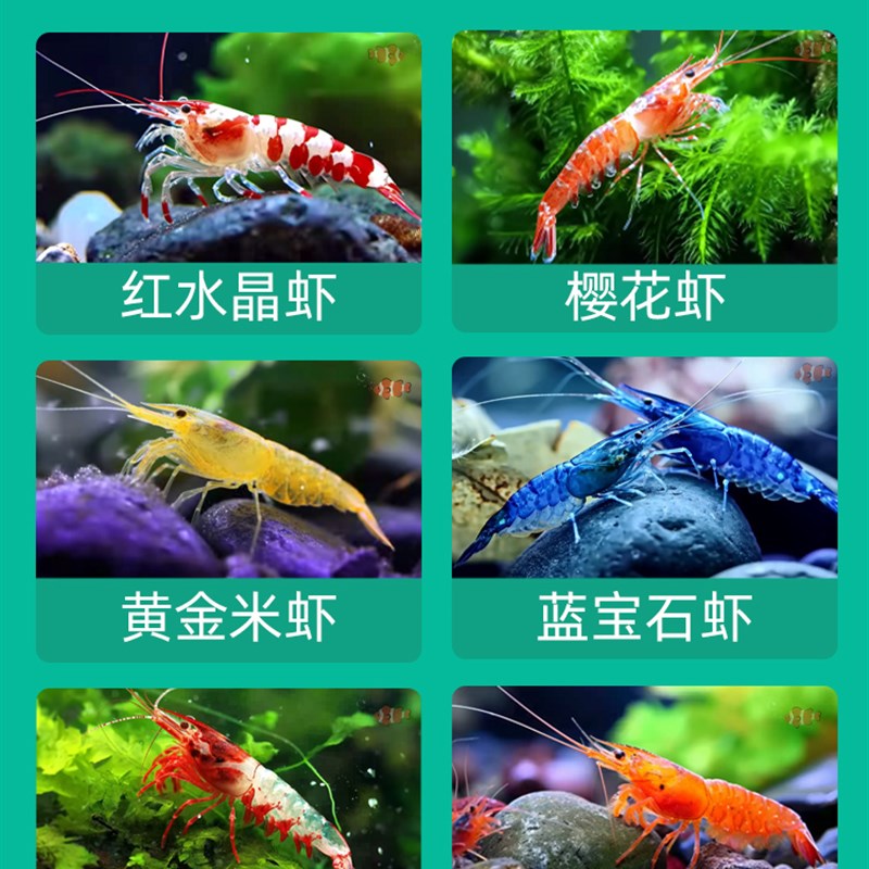 速发屋缸造景躲罐洞鱼躲避屋产卵洞鲷罐虾鱼虾窝虾避异型鱼树根繁
