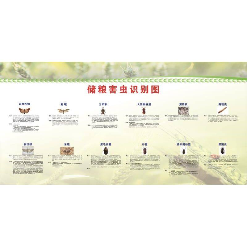 储粮害虫识别图片常见病虫害虫墙软装墙贴