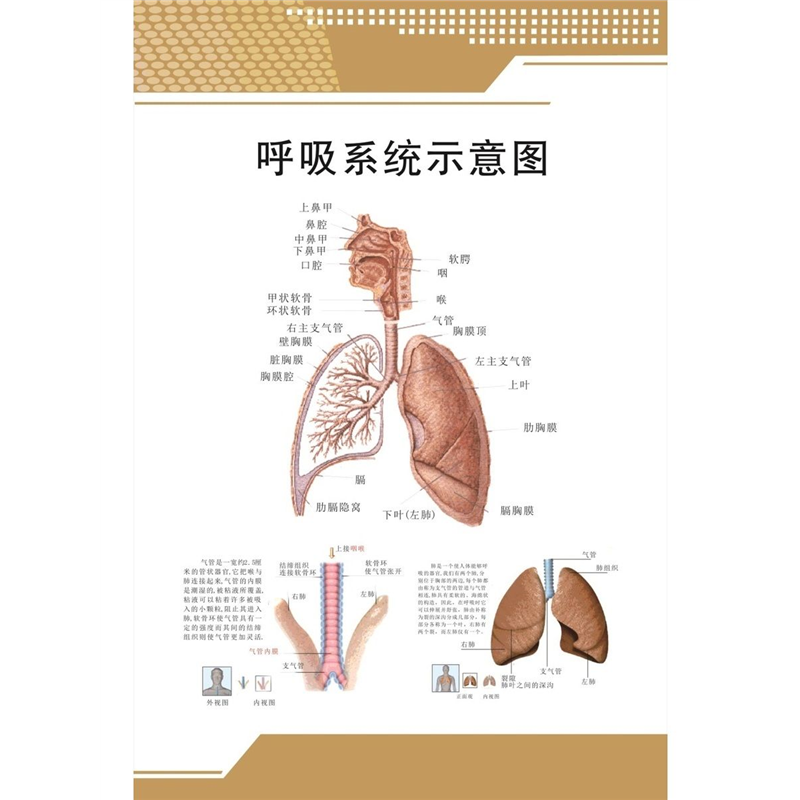 人体血液循环系统挂图中医学教学循环系统示意图内脏解剖宣传海报