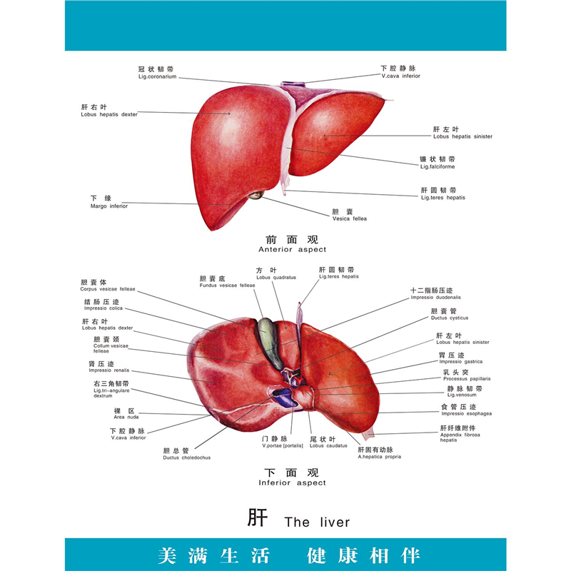 医院诊所宣传海报人体器官贴纸肝脏墙贴纸展示图片装饰画医院诊所