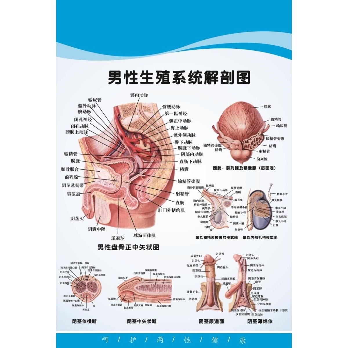 男性生殖系统解剖图海报女性生殖系统解剖图装饰画墙贴墙纸展板