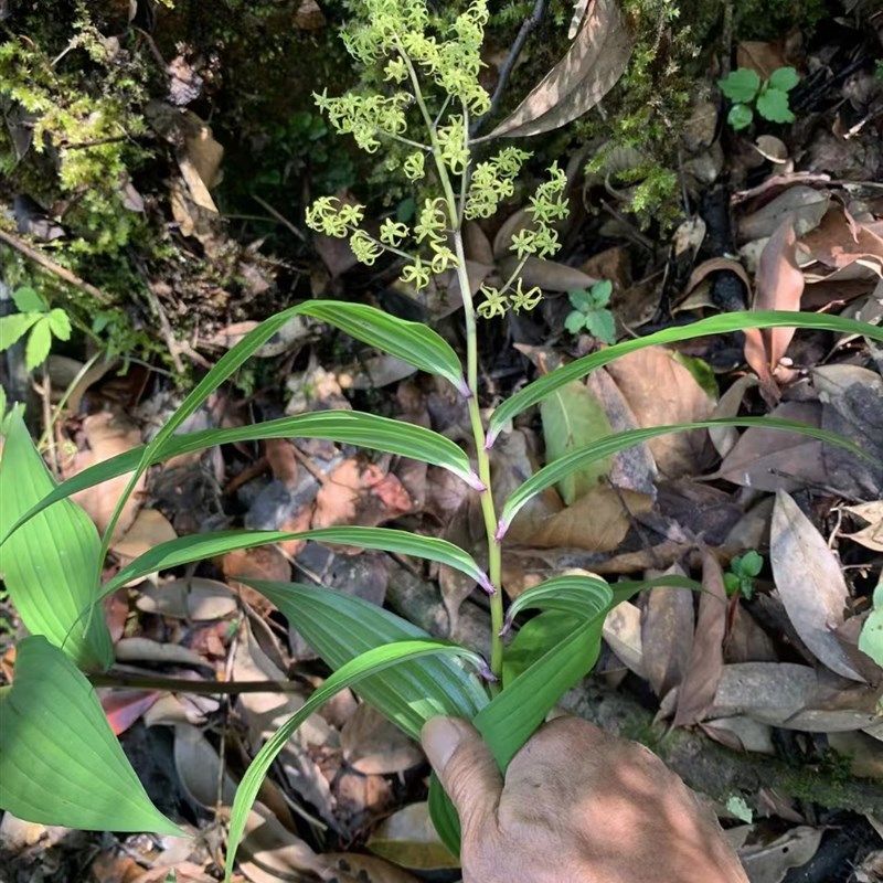 中草药材农产品加工设备观赏药用野生大叶仙茅苗盆栽庭院鹿药,机械设备,制药设备,淘宝优惠券,粉丝福利购,淘宝优惠卷
