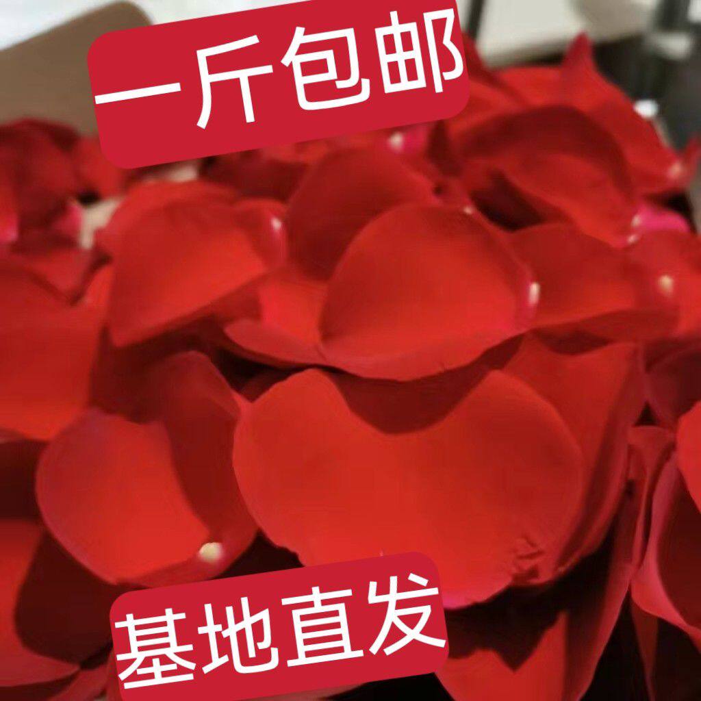 玫瑰花瓣求婚布置创意用玫瑰花瓣真花包邮婚庆手撒花家具装饰布置