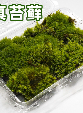 BG真绿植鲜活白发藓DIY创意微景观生态水陆缸造景装饰短绒青苔藓