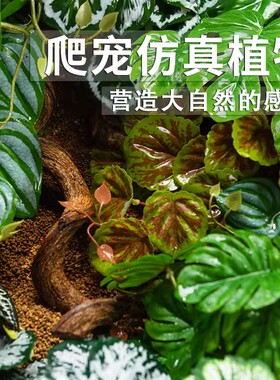 爬宠虫缸守宫蜥蜴角蛙乌龟饲养箱仿真绿植物生态水陆雨林造景躲避